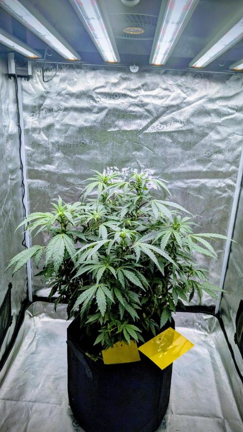 SmartGrow2025. Week 10 - FastBuds Indor Growing Deutschland 2025 ...