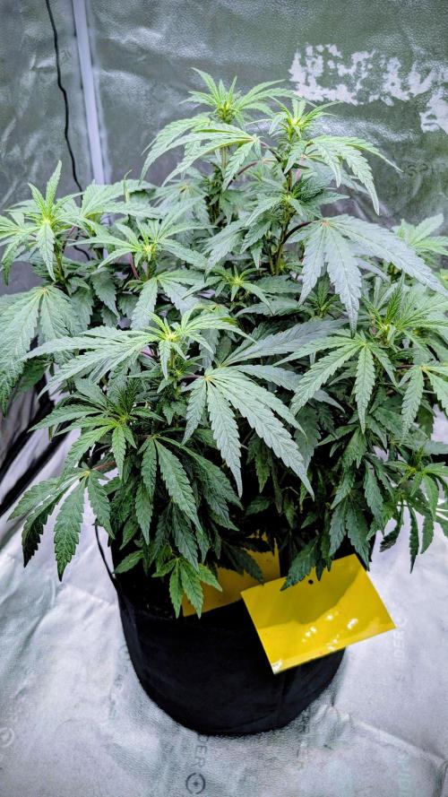 SmartGrow2025. Week 10 - FastBuds Indor Growing Deutschland 2025 ...
