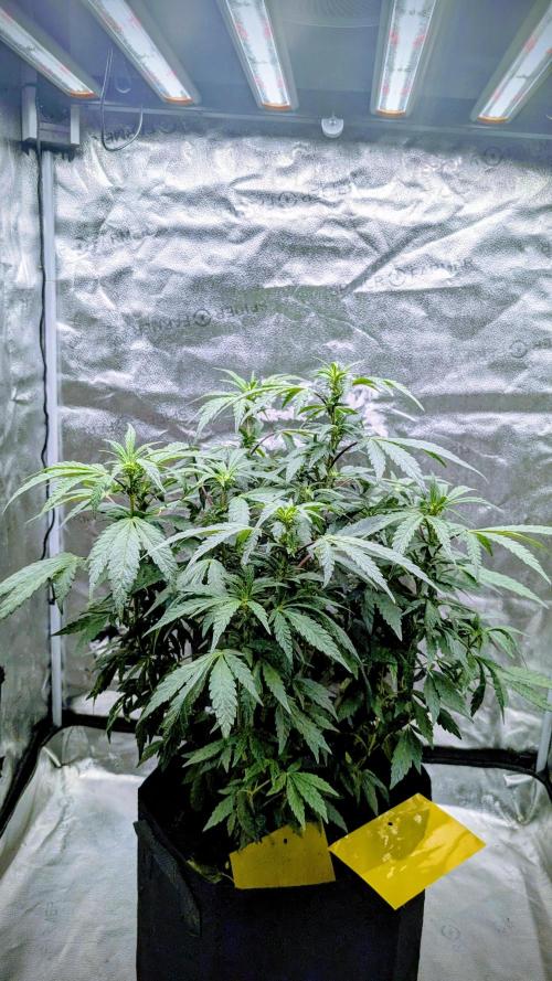 SmartGrow2025. Week 10 - FastBuds Indor Growing Deutschland 2025 ...