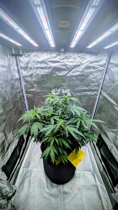 SmartGrow2025. Week 10 - FastBuds Indor Growing Deutschland 2025 ...