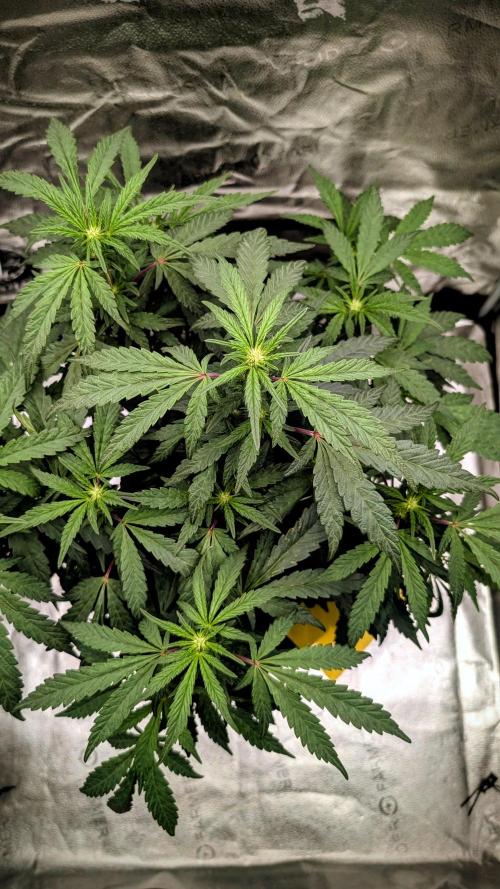 SmartGrow2025. Week 10 - FastBuds Indor Growing Deutschland 2025 ...