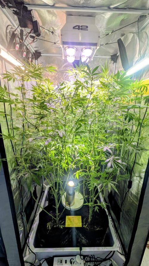 SmartGrow2025. Week 10 - FastBuds Indor Growing Deutschland 2025 ...