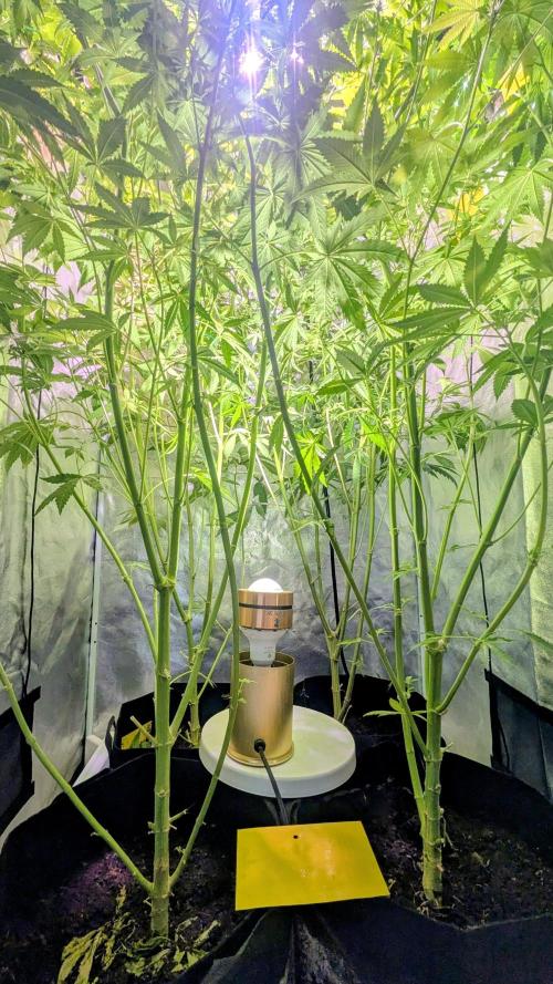 SmartGrow2025. Week 10 - FastBuds Indor Growing Deutschland 2025 ...