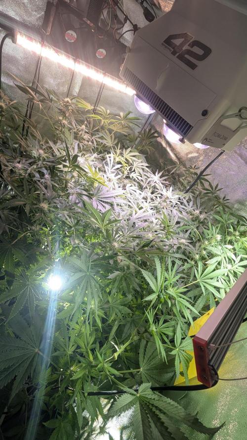 SmartGrow2025. Week 10 - FastBuds Indor Growing Deutschland 2025 ...