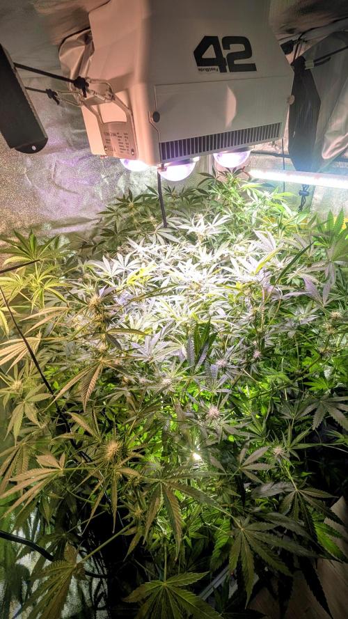 SmartGrow2025. Week 10 - FastBuds Indor Growing Deutschland 2025 ...