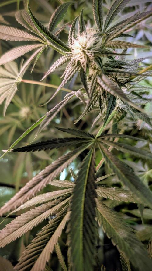 SmartGrow2025. Week 10 - FastBuds Indor Growing Deutschland 2025 ...