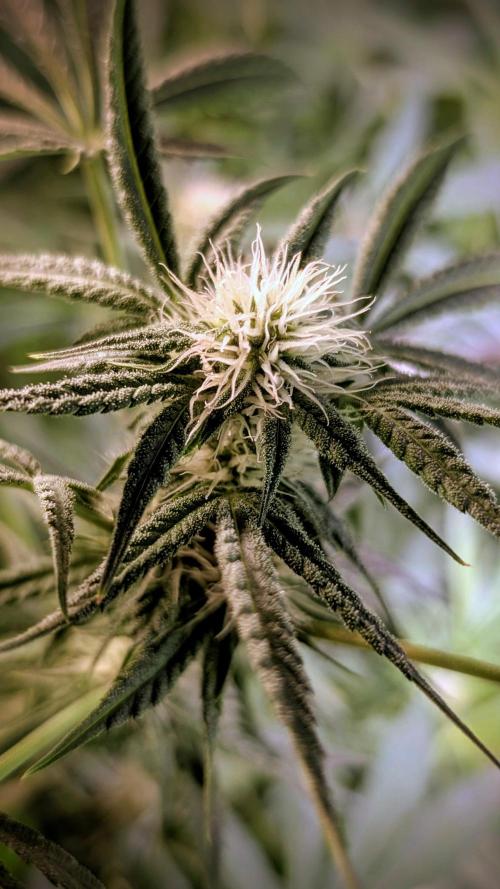 SmartGrow2025. Week 10 - FastBuds Indor Growing Deutschland 2025 ...