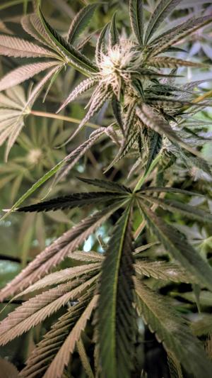 Comment by DeutschFarming2025 photo #2