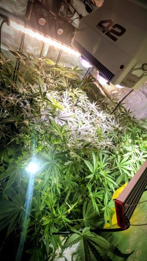 Comment by DeutschFarming2025 photo #4