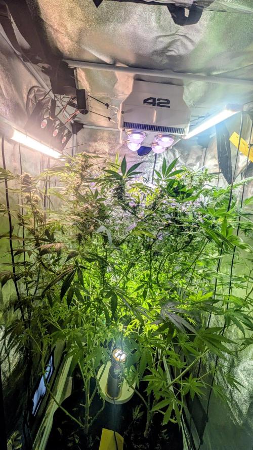 SmartGrow2025. Week 11 - SmartGrowing FastBuds Indor Deutsch 2025 