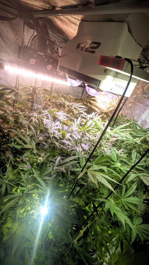 SmartGrow2025. Week 11 - SmartGrowing FastBuds Indor Deutsch 2025 