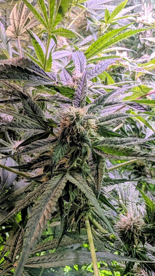 SmartGrow2025. Week 11 - SmartGrowing FastBuds Indor Deutsch 2025 