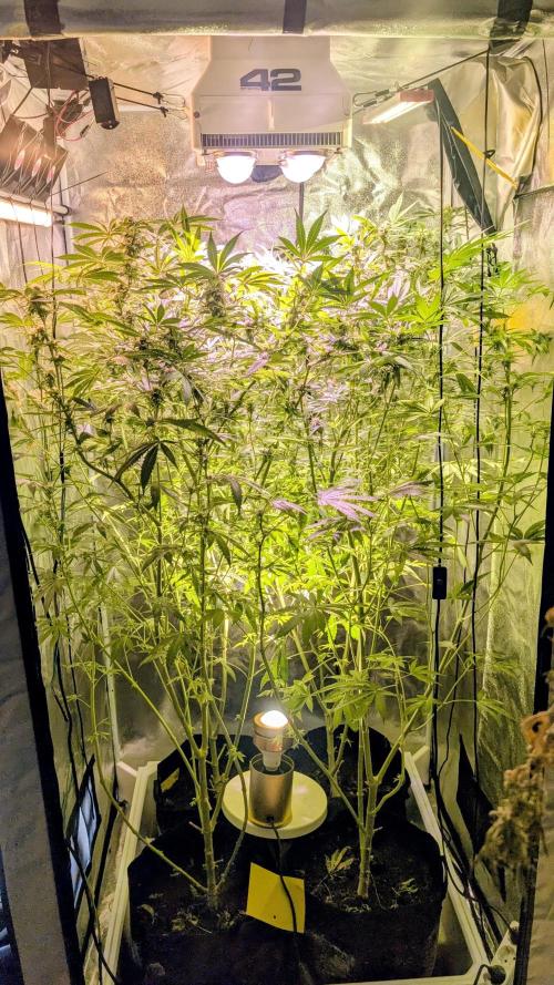 SmartGrow2025. Week 11 - SmartGrowing FastBuds Indor Deutsch 2025 