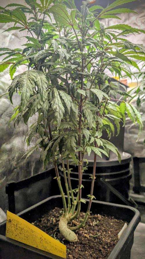 SmartGrow2025. Week 11 - SmartGrowing FastBuds Indor Deutsch 2025 