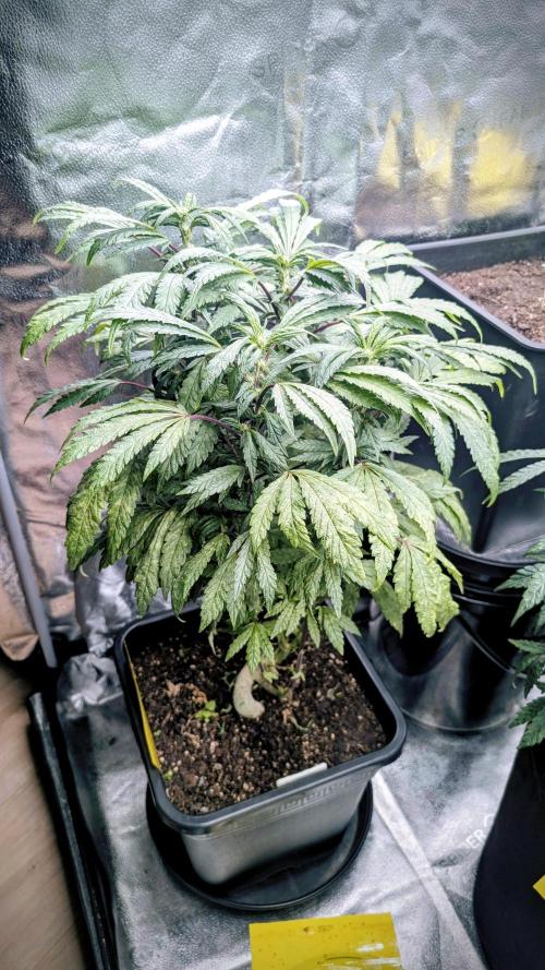 SmartGrow2025. Week 11 - SmartGrowing FastBuds Indor Deutsch 2025 