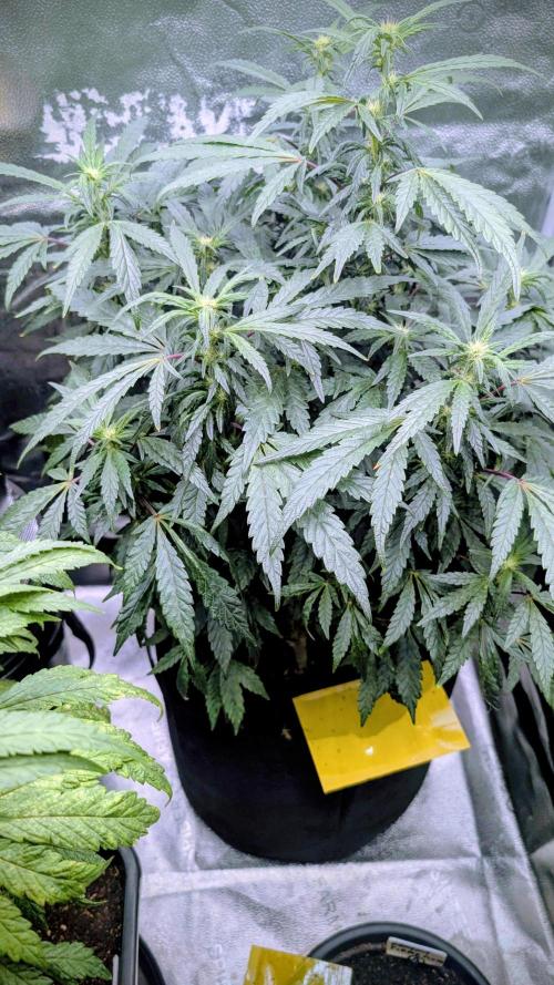 SmartGrow2025. Week 11 - SmartGrowing FastBuds Indor Deutsch 2025 