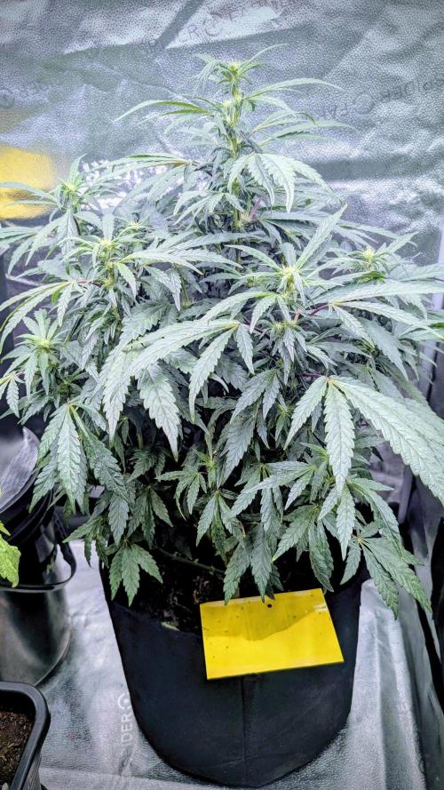 SmartGrow2025. Week 11 - SmartGrowing FastBuds Indor Deutsch 2025 