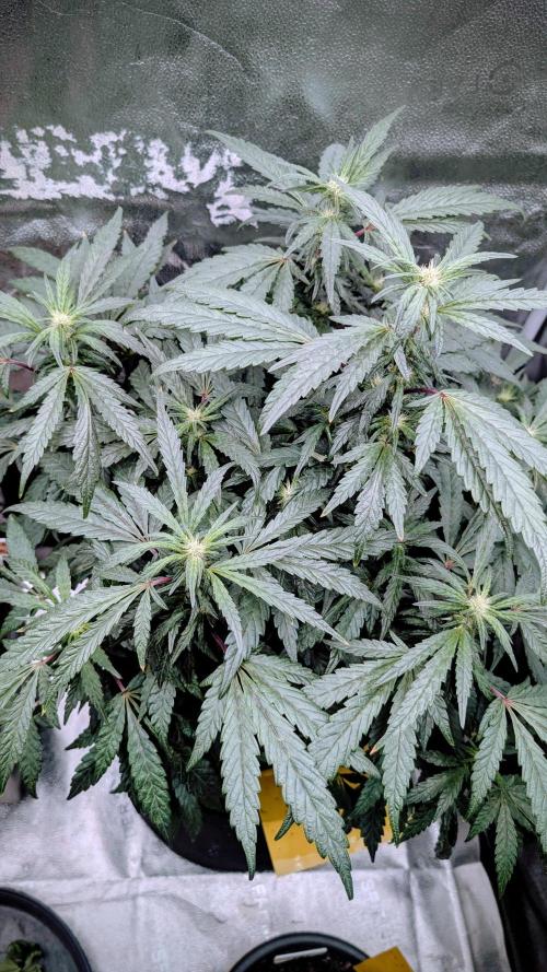 SmartGrow2025. Week 11 - SmartGrowing FastBuds Indor Deutsch 2025 