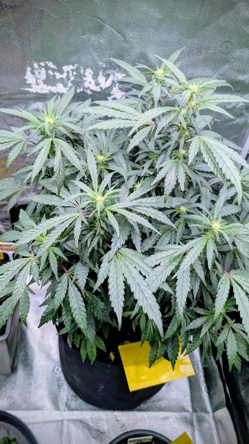 SmartGrow2025. Week 11 - SmartGrowing FastBuds Indor Deutsch 2025 