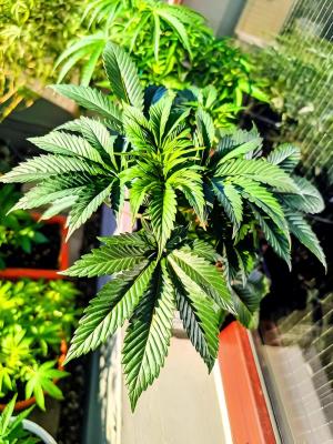 Comment by DeutschFarming2025 photo #1