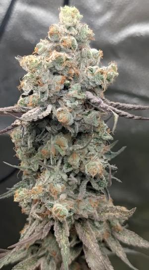 Comment by DeutschFarming2025 photo #3