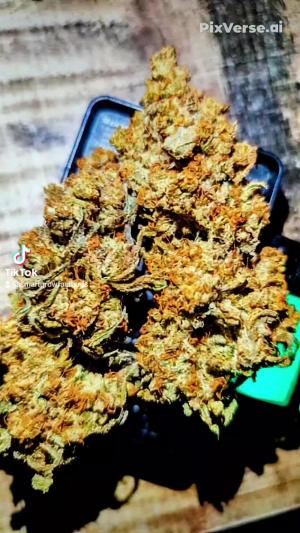 Comment by DeutschFarming2025 photo #1