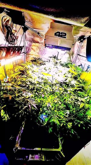 Comment by DeutschFarming2025 photo #2