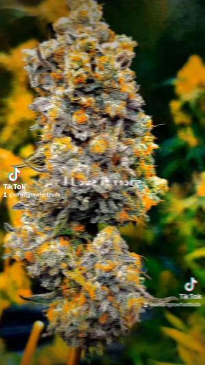 Comment by DeutschFarming2025 photo #1