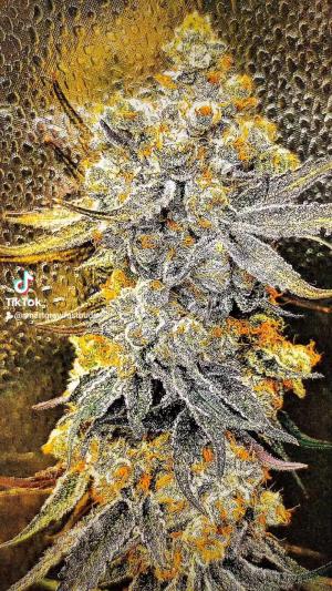 Comment by DeutschFarming2025 photo #2