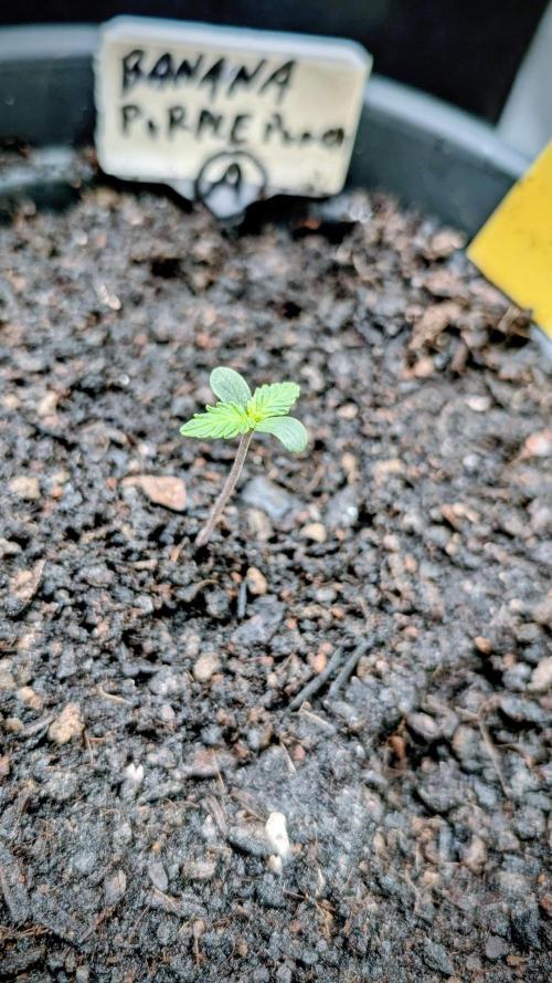 SmartGrowingFastBuds. Week 0 - SmartGrowing 