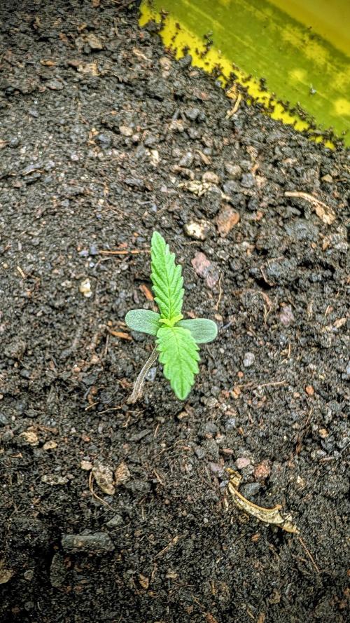 SmartGrowingFastBuds. Week 0 - SmartGrowing 