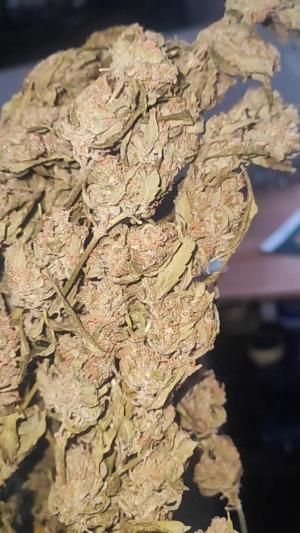 Comment by DeutschFarming2025 photo #2