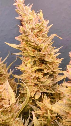 Comment by DeutschFarming2025 photo #3