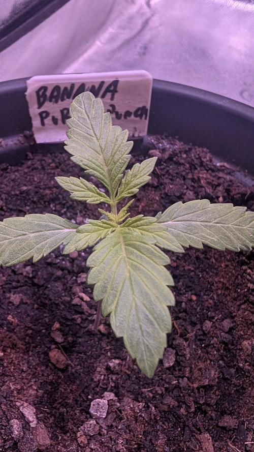 SmartGrowingFastBuds. Week 1