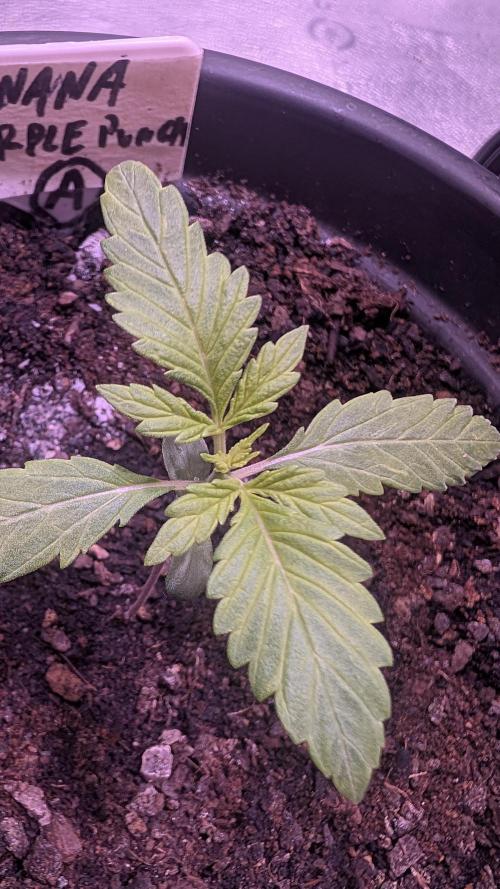 SmartGrowingFastBuds. Week 1