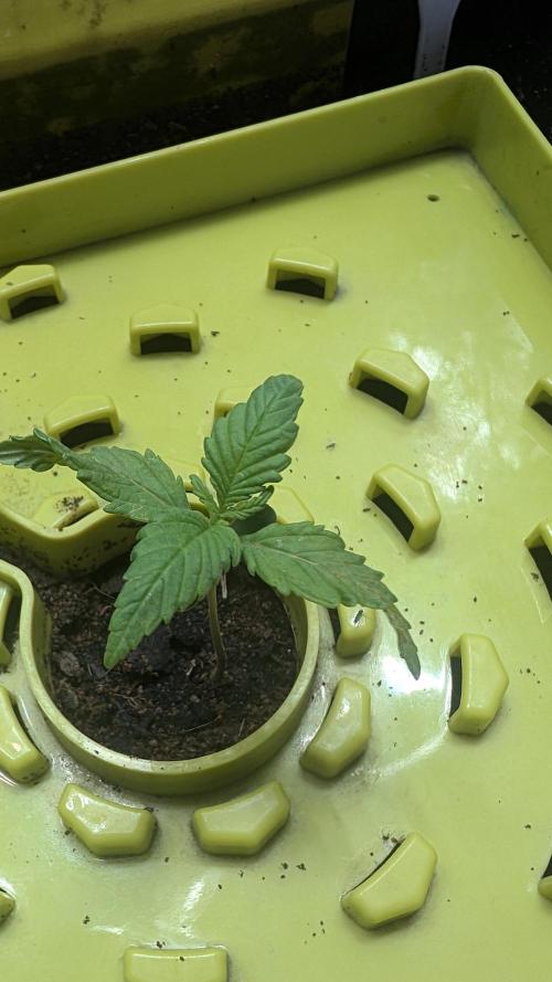 SmartGrowingFastBuds. Week 1