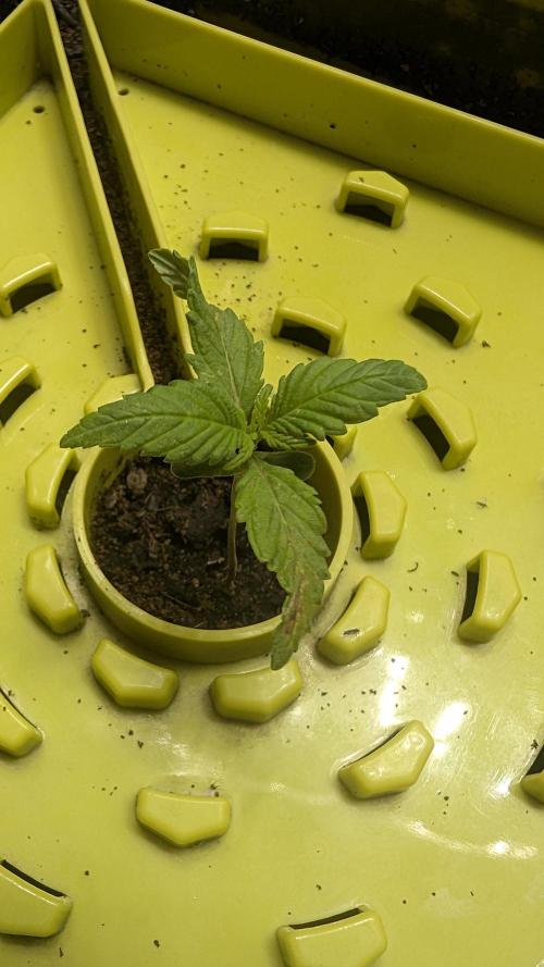 SmartGrowingFastBuds. Week 1