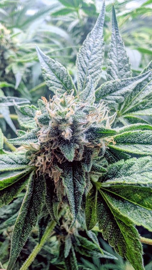 SmartGrow2025. Week 13