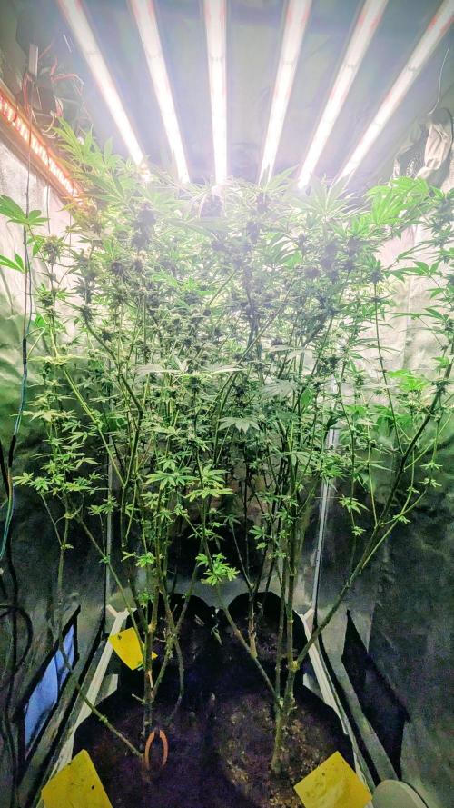 SmartGrow2025. Week 13