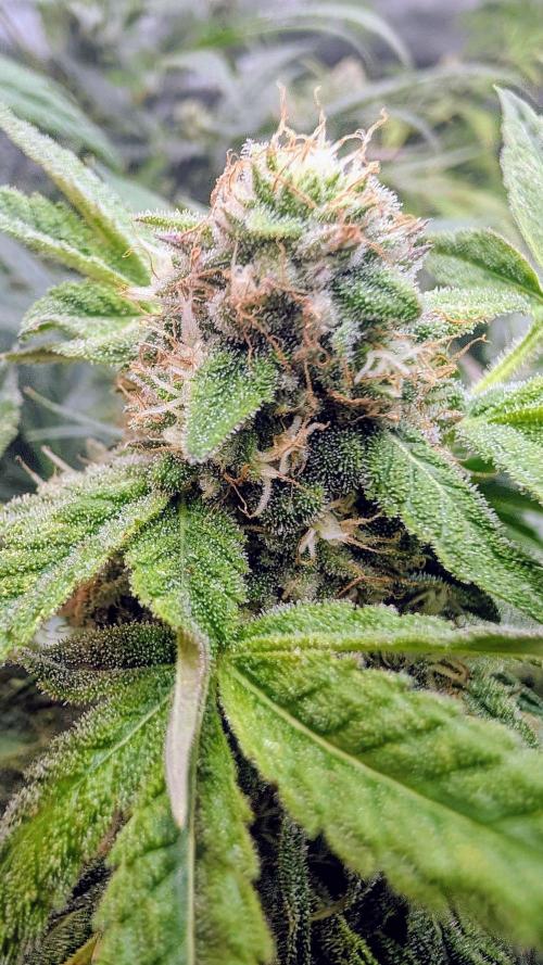 SmartGrow2025. Week 13