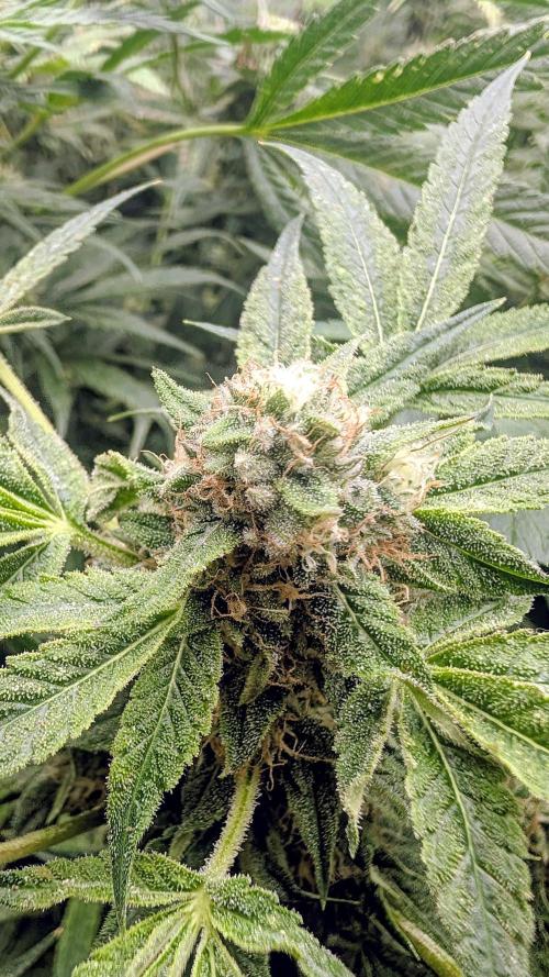 SmartGrow2025. Week 13