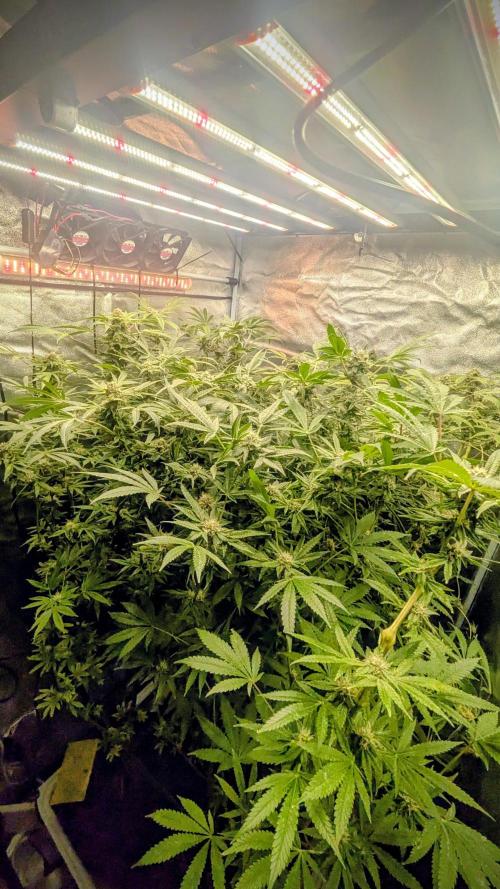 SmartGrow2025. Week 13