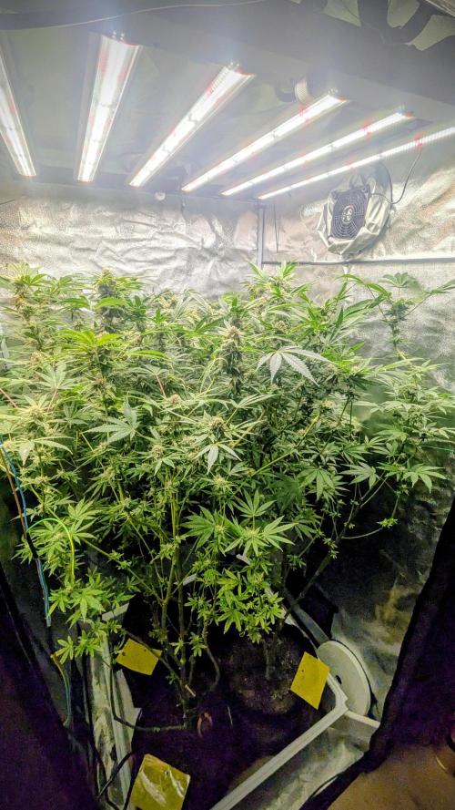 SmartGrow2025. Week 13