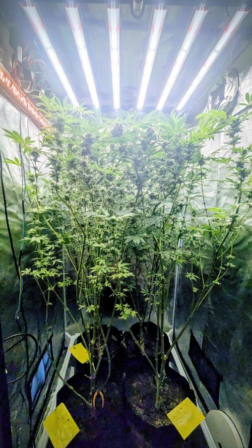 SmartGrow2025. Week 13