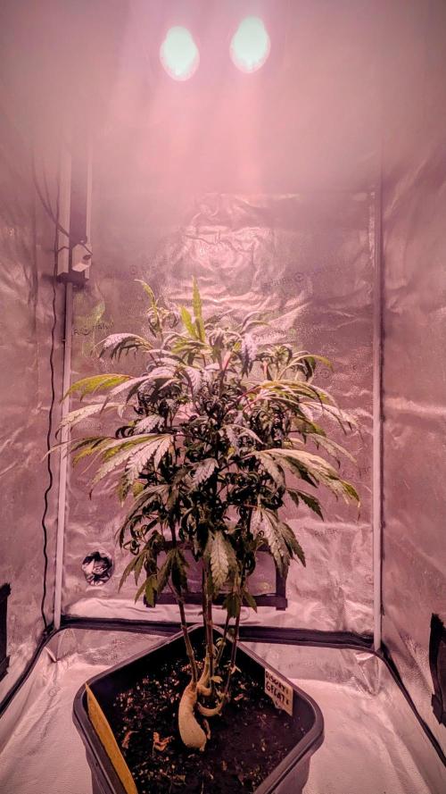 SmartGrow2025. Week 13