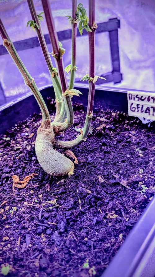 SmartGrow2025. Week 13