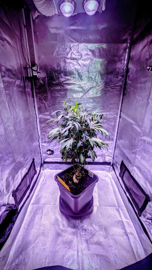 SmartGrow2025. Week 13