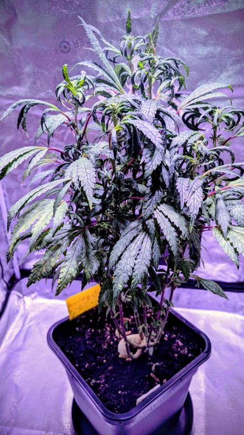 SmartGrow2025. Week 13