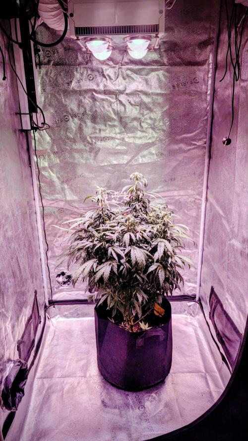 SmartGrow2025. Week 13