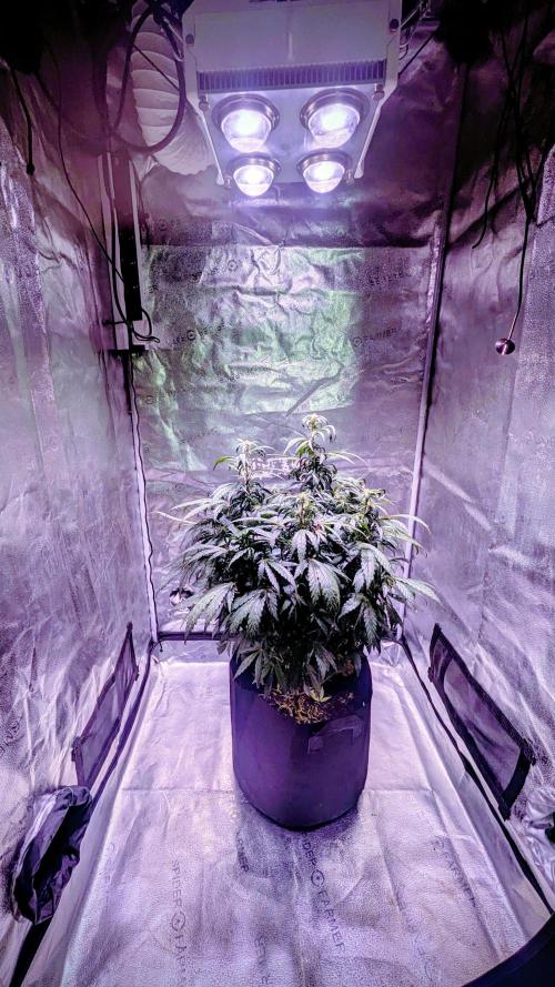 SmartGrow2025. Week 13